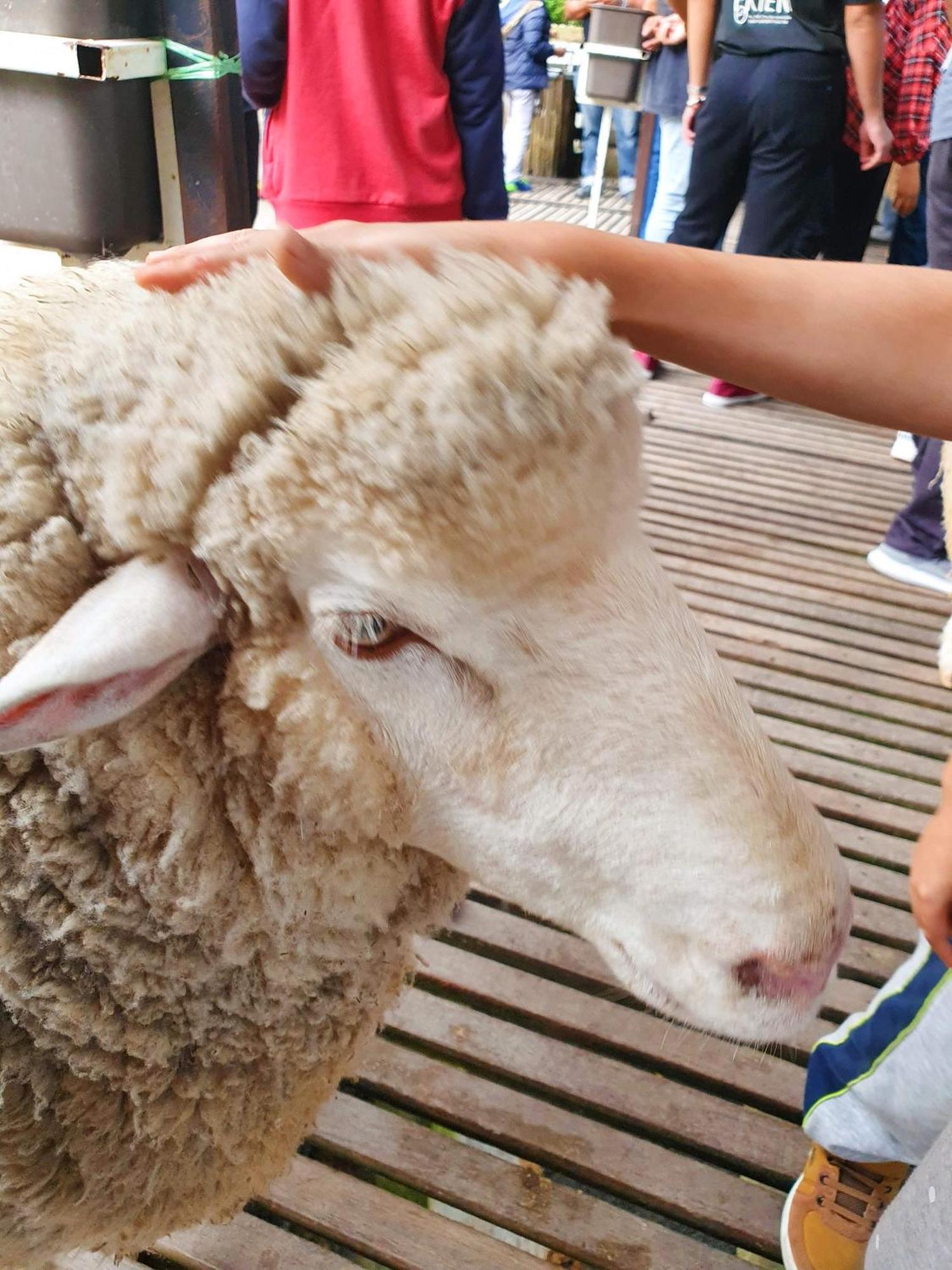 Mossy Forest Family Retreat Ii, 2-8 Pax, Cameron Highlands Exterior foto